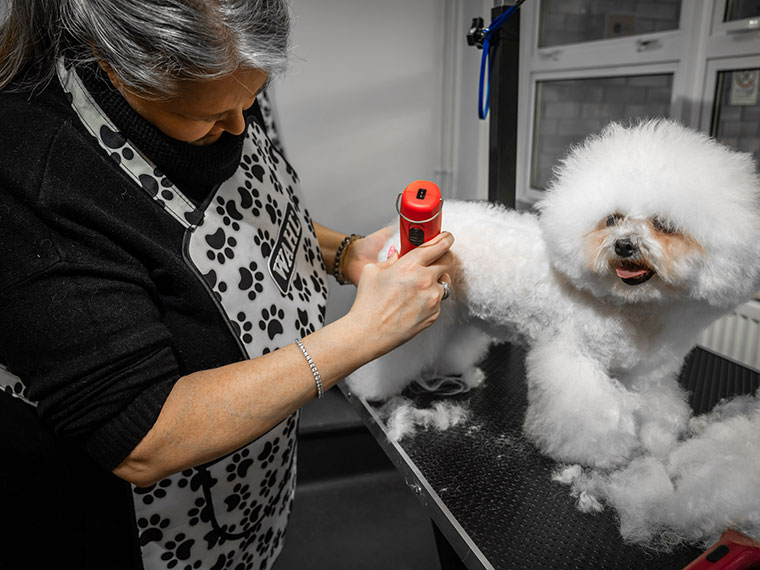 Dog Grooming at Dearne Valley College