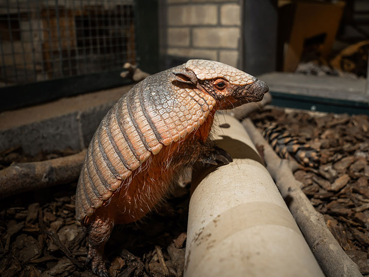 Amber the armadillo - Animal Care at Dearne Valley College